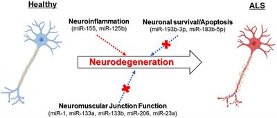 Implications of miRNAs dysregulation in amyotrophic lateral sclerosis: Challenging for clinical applications